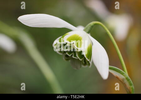 Galanthus "Jaquenetta'. Unverwechselbaren grünen Markierungen der doppelte Blüte Schneeglöckchen Jaquenetta vom Greatorex Gruppe - Februar, Großbritannien Stockfoto