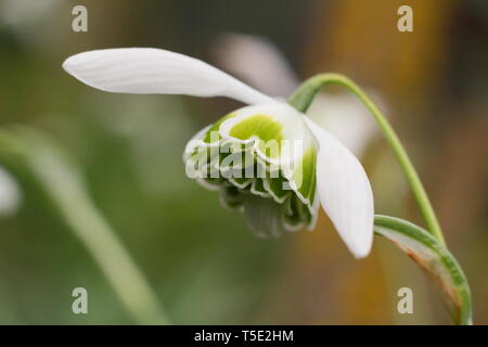 Galanthus "Jaquenetta'. Unverwechselbaren grünen Markierungen der doppelte Blüte Schneeglöckchen Jaquenetta vom Greatorex Gruppe - Februar, Großbritannien Stockfoto