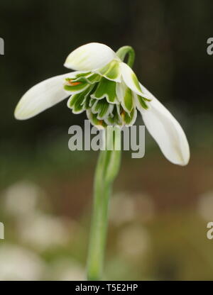 Galanthus "Jaquenetta'. Unverwechselbaren grünen Markierungen der doppelte Blüte Schneeglöckchen Jaquenetta vom Greatorex Gruppe - Februar, Großbritannien Stockfoto