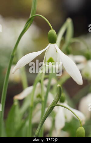 Galanthus "Galatea" Snowdrop angezeigte charakteristischen langen blütenstiels (STEM) - Februar, Großbritannien Stockfoto