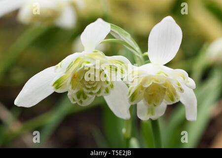 Galanthus nivalis f. pleniflorus 'Lady Elphinstone'. Charakteristische gefüllte Blüten und gelben Markierungen von Lady Elphinstone snowdrop - Februar, Großbritannien Stockfoto