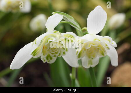 Galanthus nivalis f. pleniflorus 'Lady Elphinstone'. Charakteristische gefüllte Blüten und gelben Markierungen von Lady Elphinstone snowdrop - Februar, Großbritannien Stockfoto