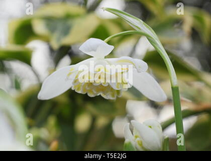 Galanthus nivalis f. pleniflorus 'Lady Elphinstone'. Charakteristische gefüllte Blüten und gelben Markierungen von Lady Elphinstone snowdrop - Februar, Großbritannien Stockfoto