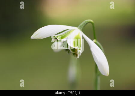 Galanthus "Jaquenetta'. Unverwechselbaren grünen Markierungen der doppelte Blüte Schneeglöckchen Jaquenetta vom Greatorex Gruppe - Februar, Großbritannien Stockfoto