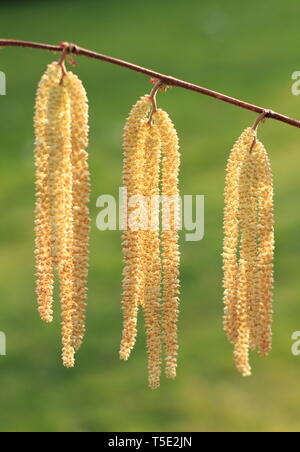 Corylus maxima 'Gunslebert'. Attraktive, große palmkätzchen von Gunslebert Hazerlnut'' in einem späten Winter Garten - Februar, Großbritannien Stockfoto