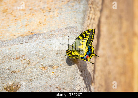 Nahaufnahme der Schwalbenschwanz Schmetterling auf Steinboden in der Burg Santa Barbara Alicante Spanien Stockfoto