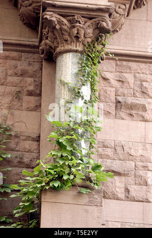 Efeu Pflanze, die auf der Fassade des Gebäudes in New York, USA Stockfoto