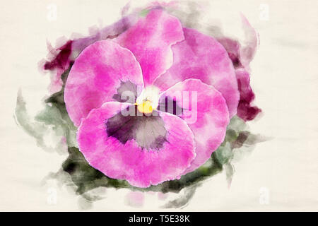 In der Nähe von schönen rosa Stiefmütterchen in Aquarell Stockfoto