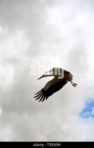 Storch fliegen Stockfoto