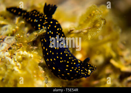 Eine schöne Nacktschnecken, oder Sea Slug, Felimare californiensis, der Kalifornien Blau Dorid gesehen beim Tauchen im Meer von Cortez, Baja, Mexiko Stockfoto