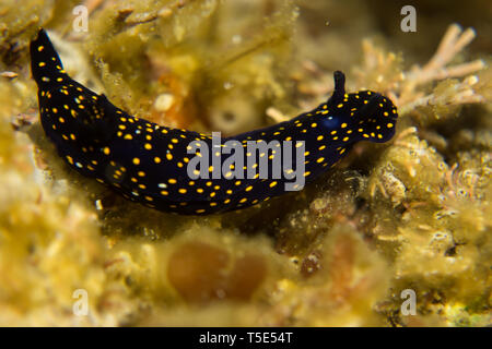 Eine schöne Nacktschnecken, oder Sea Slug, Felimare californiensis, der Kalifornien Blau Dorid gesehen beim Tauchen im Meer von Cortez, Baja, Mexiko Stockfoto