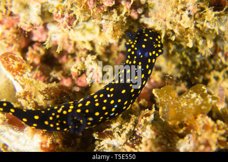 Eine schöne Nacktschnecken, oder Sea Slug, Felimare californiensis, der Kalifornien Blau Dorid gesehen beim Tauchen im Meer von Cortez, Baja, Mexiko Stockfoto