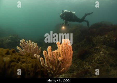 Ein SCUBA Diver mit gorgonia Korallen in den gemäßigten Gewässern der Insel San Esteban, Baja California, Mexiko Stockfoto