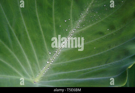 Perlen Regen in riesigen Blättern tropischer Elephant ear (COLOCASIA) Pflanze gesammelt Stockfoto