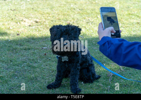 Seattle, Washington - 2019-03-17 - die Frau, die ein Foto von Ihrem Hund in Greenlake im Frühjahr in Seattle beginnt Stockfoto