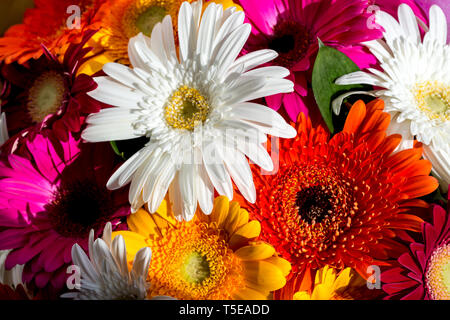 Blume Hintergrund mit erstaunlichen orange, gelb, rosa und weißen Gerbera. Blumenstrauß aus bunten Gerbera Blumen. Stockfoto
