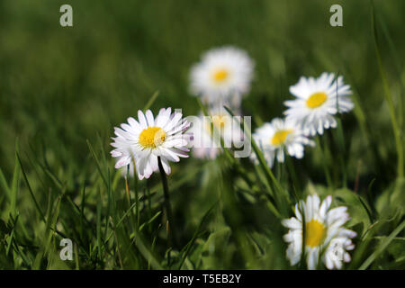 Feder daisy flowers in das grüne Gras. Weiß Kamille blüht auf der sonnigen Wiese, Heilpflanzen im Frühjahr Saison Stockfoto
