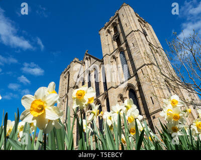 Die Kathedrale des hl. Petrus und des hl. Wilfrid oder Ripon Cathedral in der Stadt Ripon North Yorkshire England Stockfoto