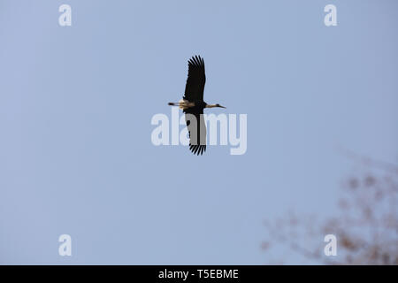 Weiß necked Stork, oll Gir, Gujarat, Indien, Asien Stockfoto