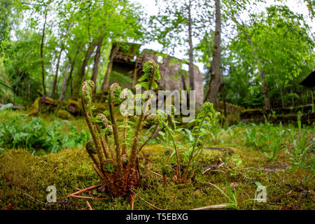 Im Vordergrund und alte Mühle im Hintergrund Farn. Schöne forest park mit Farnen und Ruinen der Wassermühle in Lettland. Aufnahme mit Fischaugenobjektiv. Stockfoto