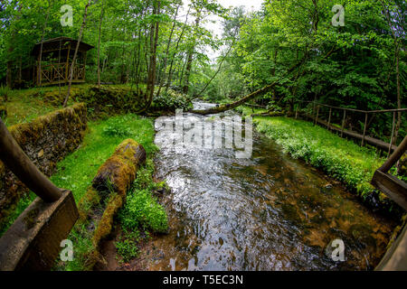 Sommer Landschaft des Flusses in den Wäldern. Hölzerne Brücke in den Wald in der Nähe des Flusses. Gefallenen Baum über den Fluss in der Wald- und Holz- brücke in La Stockfoto