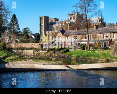 Ripon Kathedrale aus dem Fluss Skell in der Stadt Ripon North Yorkshire England Stockfoto