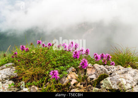 Rhododendron myrtifolium Bush wächst zwischen Felsen, am Ende der "wilden Ferenc' Klettersteig Route, auf suhardul Mic peak in Bicaz Klamm, in der Nähe der Lacul Ro Stockfoto