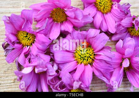 Rosa Gerbera, Asteraceae, tote Blumen, Marienkäfer, Marienkäfer Stockfoto