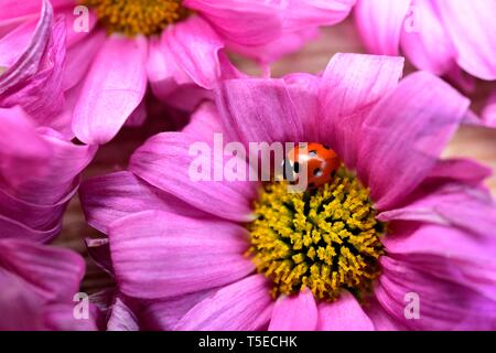 Rosa Gerbera, Asteraceae, tote Blumen, Marienkäfer, Marienkäfer Stockfoto