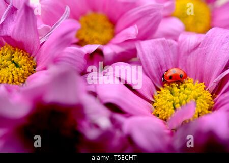 Rosa Gerbera, Asteraceae, tote Blumen, Marienkäfer, Marienkäfer Stockfoto