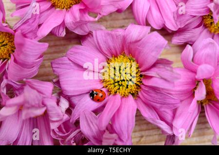 Rosa Gerbera, Asteraceae, tote Blumen, Marienkäfer, Marienkäfer Stockfoto