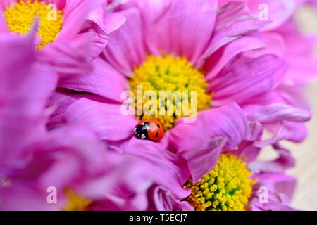Rosa Gerbera, Asteraceae, tote Blumen, Marienkäfer, Marienkäfer Stockfoto