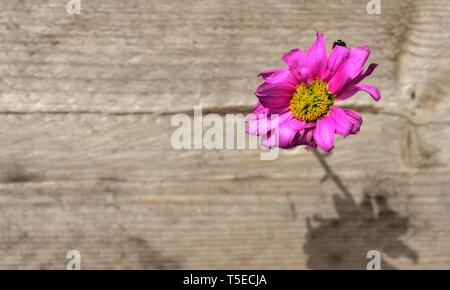 Rosa Gerbera, Asteraceae, tote Blumen, Marienkäfer, Marienkäfer Stockfoto