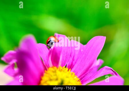 Rosa Gerbera, Asteraceae, tote Blumen, Marienkäfer, Marienkäfer Stockfoto
