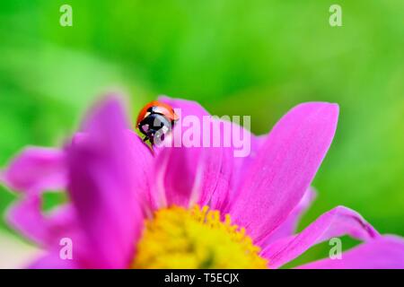 Rosa Gerbera, Asteraceae, tote Blumen, Marienkäfer, Marienkäfer Stockfoto