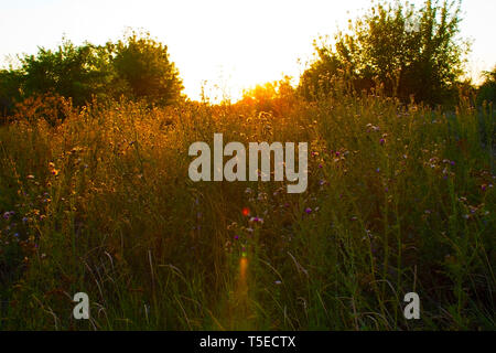 Gras in den Strahlen der untergehenden Sonne. Stockfoto