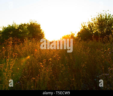 Gras in den Strahlen der untergehenden Sonne. Stockfoto