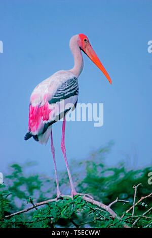 Malte Storch Vogel, telineelapuram, Tekkali, Andhra Pradesh, Indien, Asien Stockfoto