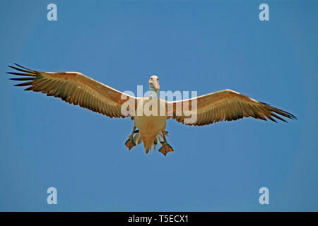 Malte Storch Vogel, telineelapuram, Tekkali, Andhra Pradesh, Indien, Asien Stockfoto