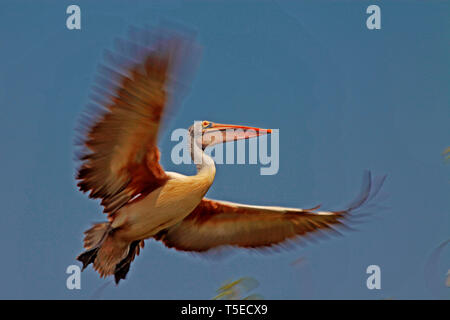 Malte Storch Vogel, telineelapuram, Tekkali, Andhra Pradesh, Indien, Asien Stockfoto