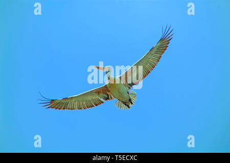 Malte Storch Vogel, telineelapuram, Tekkali, Andhra Pradesh, Indien, Asien Stockfoto