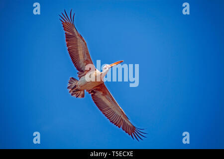 Malte Storch Vogel, telineelapuram, Tekkali, Andhra Pradesh, Indien, Asien Stockfoto