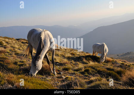 Wilde Pferde grasen in der Dämmerung in der Alpujarra Region der Sierra Nevada in Granada, Andalusien, Spanien. Stockfoto