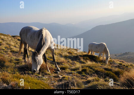 Wilde Pferde grasen in der Dämmerung in der Alpujarra Region der Sierra Nevada in Granada, Andalusien, Spanien. Stockfoto
