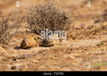 Chestnut-bellied Sandgrouse, Pterocles exustus, größere Rann von Kutch, Gujarat, Indien. Stockfoto