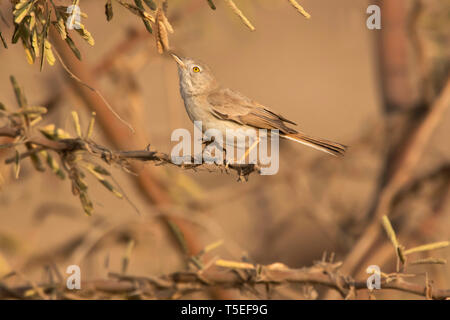 Asiatische Wüste warbler, Sylvia nana, größere Rann von Kutch, Gujarat, Indien. Stockfoto