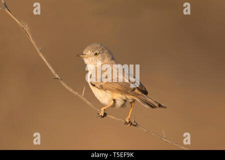 Asiatische Wüste warbler, Sylvia nana, größere Rann von Kutch, Gujarat, Indien. Stockfoto