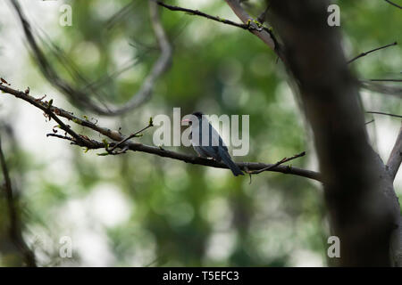 Schwarz bulbul, Hypsipetes leucocephalus, Latpanchar, Mahananda Wildlife Sanctuary, Östlichen Himalaya, Indien. Stockfoto