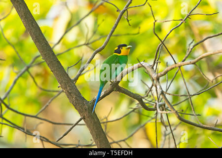 Long-tailed Broadbill, Psarisomus dalhousiae, Latpanchar, Mahananda Wildlife Sanctuary, Östlichen Himalaya, Indien. Stockfoto