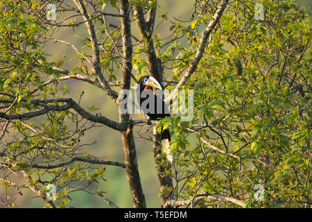 Rufous-necked Hornbill, weiblich, Aceros nipalensis, Latpanchar, Mahananda Wildlife Sanctuary, Östlichen Himalaya, Indien. Stockfoto